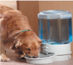Filtered Pet Waterer - Small